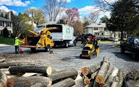 Reliable Ovid, MI  Tree Services Solutions