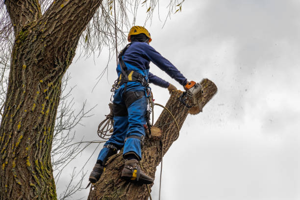 Best Tree Trimming and Pruning  in Ovid, MI