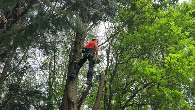 Best Emergency Tree Removal  in Ovid, MI