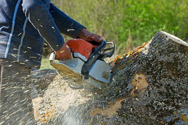 Leaf Removal in Ovid, MI